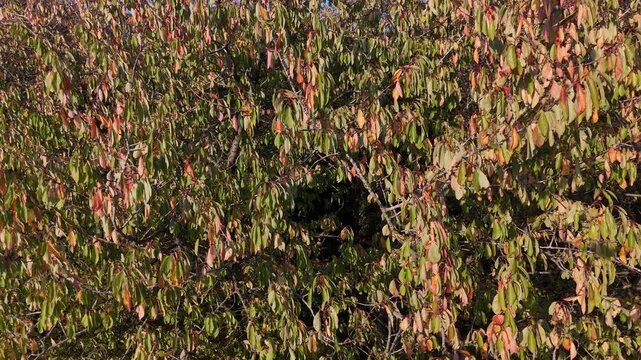 vue rapproch&eacute;e sur des feuilles d'arbres dess&eacute;ch&eacute;es apr&egrave;s les canicules et la s&eacute;cheresse de l'&eacute;t&eacute; 2026 en Lorraine. La v&eacute;g&eacute;tation est d&eacute;j&agrave; aux couleurs de l'automne fin septembre et d&eacute;but octobre. 
