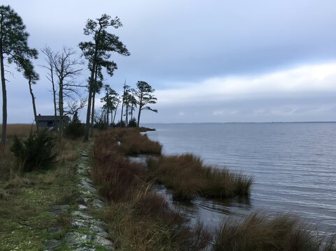Coastal landscape with pine trees and a small house