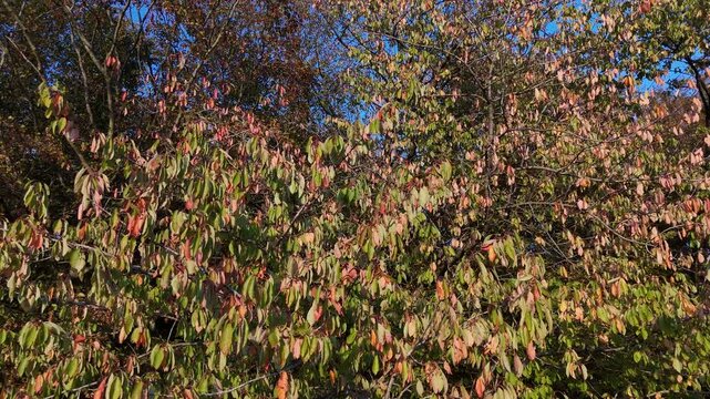 vue rapproch&eacute;e sur des feuilles d'arbres dess&eacute;ch&eacute;es apr&egrave;s les canicules et la s&eacute;cheresse de l'&eacute;t&eacute; 2026 en Lorraine. La v&eacute;g&eacute;tation est d&eacute;j&agrave; aux couleurs de l'automne fin septembre et d&eacute;but octobre. 