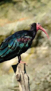 Endangered Northern Bald Ibis Waldrapp Perched on a Wooden Post