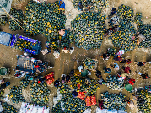 Bogura, Bangladesh - 14 December 2024: Aerial view of a bustling wholesale watermelon market with farmers and traders sorting piles of fruit near parked trucks.