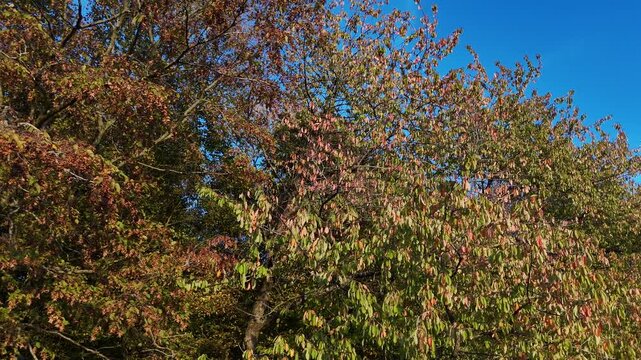 vue rapproch&eacute;e sur des feuilles d'arbres dess&eacute;ch&eacute;es apr&egrave;s les canicules et la s&eacute;cheresse de l'&eacute;t&eacute; 2026 en Lorraine. La v&eacute;g&eacute;tation est d&eacute;j&agrave; aux couleurs de l'automne fin septembre et d&eacute;but octobre. 