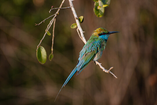 Vibrant little green bee-eater bird resting on a tree twig in Yala National Park