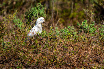 Beautiful white plumed  Little Corella or Cacatua sanguinea on ground among vegetation. © Brian Scantlebury