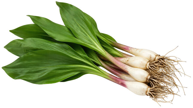 Freshly harvested wild ramps with vibrant green leaves and white bulbs, showcasing their natural beauty and culinary appeal.