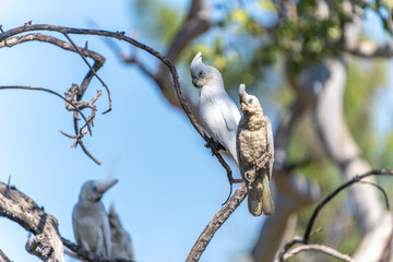 Two Beautiful white plumed  Little Corella or Cacatua sanguinea, one looking dirty perched on branch with defocused birds in lower left © Brian Scantlebury