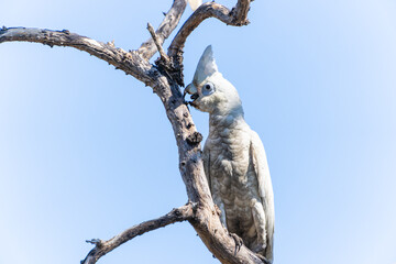 Beautiful white plumed  Little Corella or Cacatua sanguinea chewing on or stripping bark off tree branch © Brian Scantlebury