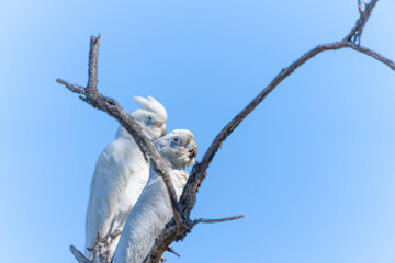 Beautiful white plumed  Little Corella or Cacatua sanguinea © Brian Scantlebury