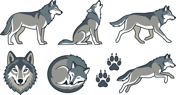 Grey Wolf Vector Flat Illustration Icon Set featuring Howling Standing Walking Sleeping and Running Wolves with Head Portrait and Paw Prints