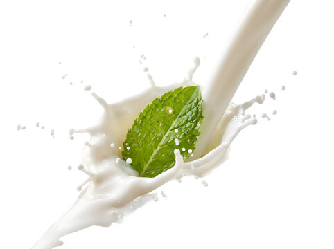 Fresh green mint leaf falling into pouring milk splash isolated on