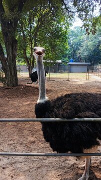 Curious Ostrich Portrait