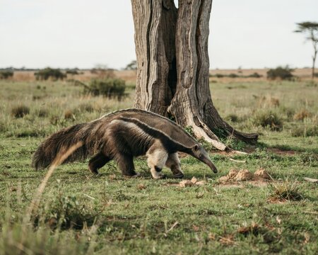 Giant anteater walking through the grassy savanna landscape near a large weathered tree trunk in the wild