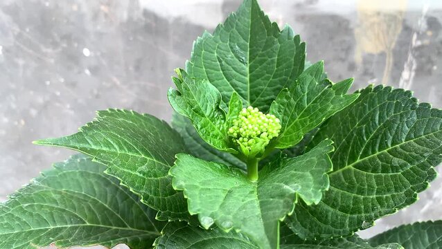 Close up of unopened green hydrangea flower buds with leaves. floral bloom.