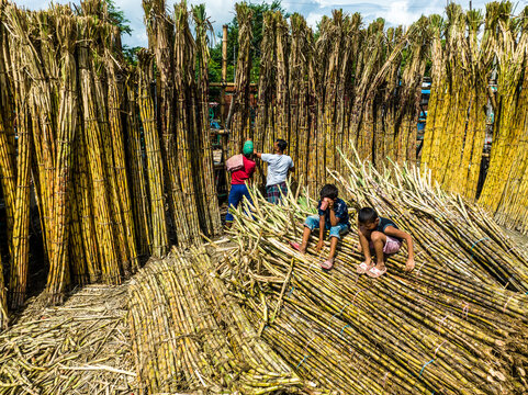 Dhaka, Bangladesh - 23 September 2023: Aerial view of workers and children handling large bundles of harvested sugarcane in a processing area.
