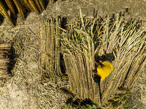 Dhaka, Bangladesh - 23 September 2023: Aerial view of a worker in a yellow shirt bundling harvested sugarcane stalks in a field.