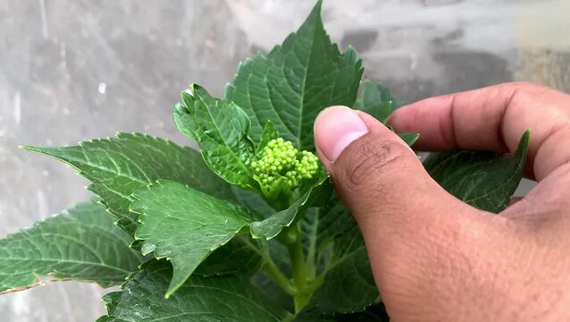 Hand hold unopened green hydrangea flower buds with leaves. organic foliage.