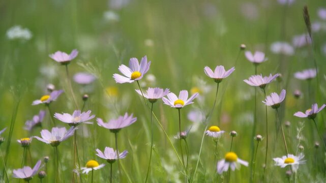 風に動く高原の花畑 シームレスループ動画背景 16:9 4K