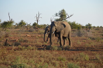 African Elephant Family in Kruger National Park, South Africa © Riaan