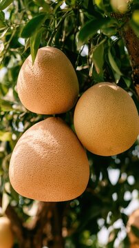 Three Pomelos Hanging on a Tree