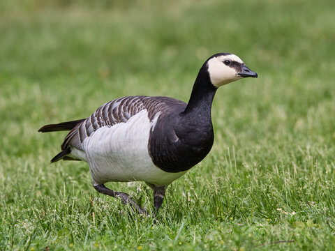 barnacle goose Branta leucopsis bird walking on green grass in park in Finland