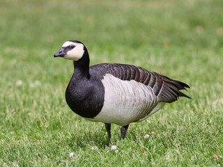 Barnacle Goose Branta leucopsis bird standing on a green grass in park in Finland © Mehis
