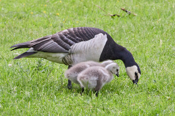 Barnacle Goose Branta leucopsis bird with two juvenile goslings chicks searching for food in green grass in park in Finland © Mehis