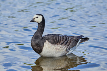 Fototapeta premium Barnacle Goose Branta Leucopsis bird sitting in a lake with beautiful reflections on the surface of the water in Finland