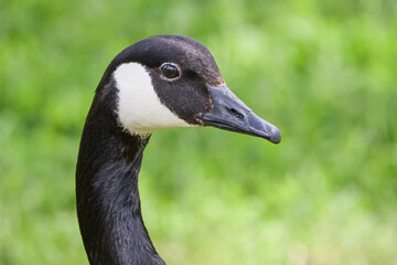 Close Up Portrait headshot of Canada Goose Branta canadensis in Finland with green grass background © Mehis