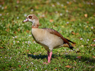 Egyptian goose Alopochen aegyptiaca standing on beautiful green grass on sunny day in Florida © Mehis
