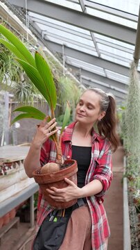 Positive woman green thumb holding potted coconut palm grown from coconut from tropical country, smiling female nursery worker posing with palm tree in pot in greenhouse, cultivation and horticulture.