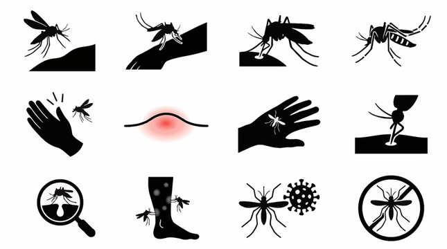 Detailed vector illustration of an Aedes aegypti mosquito biting human skin, highlighting the striped markings and anatomy of the insect responsible for spreading diseases.