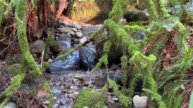 A small forest creek trickles over mossy rocks surrounded by ferns at Lynn Canyon in Vancouver, an intimate corner of lush Pacific Northwest temperate rainforest.
