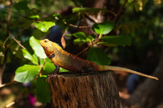 Vibrant yellow and orange changeable lizard resting on a log in a tropical forest in Sri Lanka