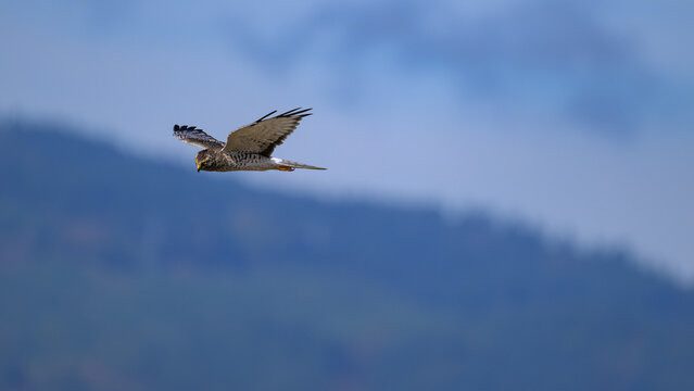 Male Northern Harrier Hunting on the Wing with a Blurred Mountain Backdrop