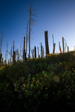 Standing Dead Trees in a Recovering Burned Forest with Green Undergrowth and Blue Sky (vertical) 