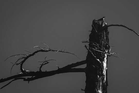 Lone Bird Perched Atop a Weathered Dead Tree Snag with Dramatic Bare Branches in Black and White