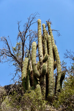 Echinopsis chiloensis hedgehog cactus in Andes mountains in Chile
