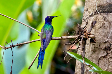 Fototapeta premium Swallow-tailed Hummingbird at the Garden of Hummingbirds in Iguazu Argentina