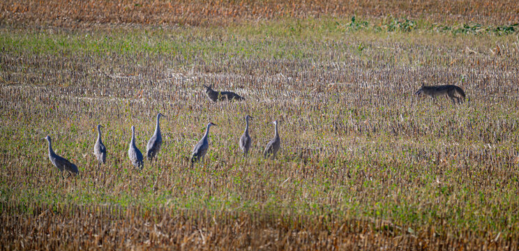 Sandhill Cranes Foraging in a Harvested Cornfield as two Coyotes Pass Nearby