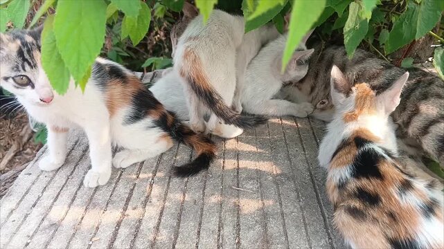 Homeless mother cat nursing four hungry kittens hiding under leaves