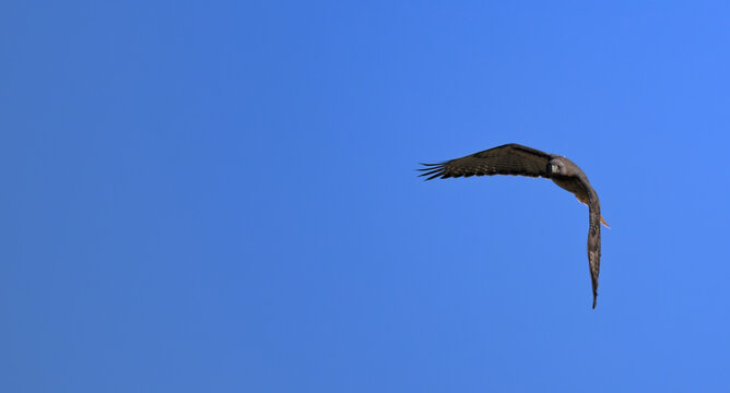 Red-Tailed Hawk Soaring with Wings Spread Against a Deep Blue Sky