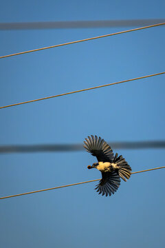 Blue Songbird in Flight Carrying a Berry with Wings Fully Spread Against a Blue Sky