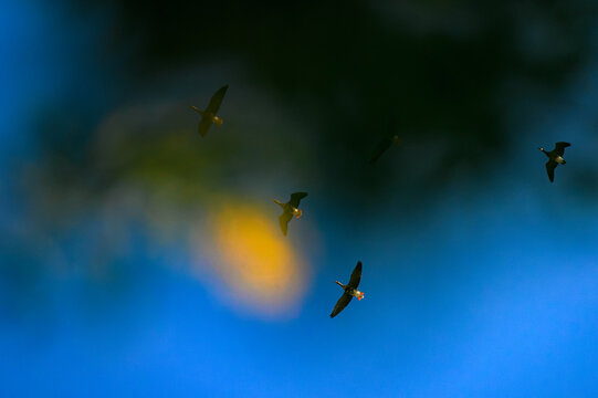 Greater White-Fronted Geese in Flight with Dreamy Orange and Blue Bokeh