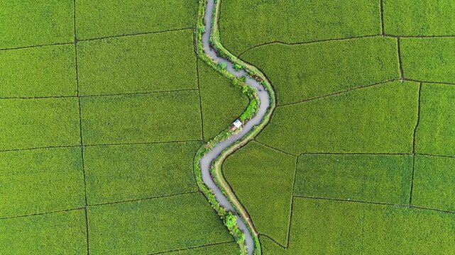 Aerial view of a winding irrigation canal flowing through vibrant green rice paddies in Gedebage, Bandung, West Java, Indonesia.