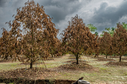 Agricultural loss showing durian trees dying with brown dried leaves after flooding