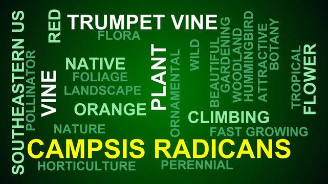 Campsis Radicans Word Cloud