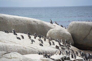 African penguin colony on a large granite boulder by the ocean © Wandering Lens