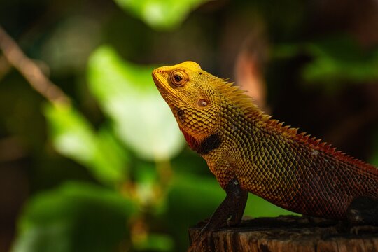 Detailed headshot of a vibrant yellow changeable lizard resting on a tree stump in Sri Lanka