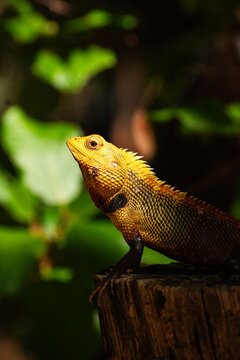 Detailed headshot of a vibrant yellow changeable lizard resting on a tree stump in Sri Lanka