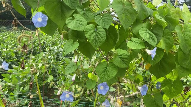 Beautiful blue morning glory flower blooming on green vines in the garden